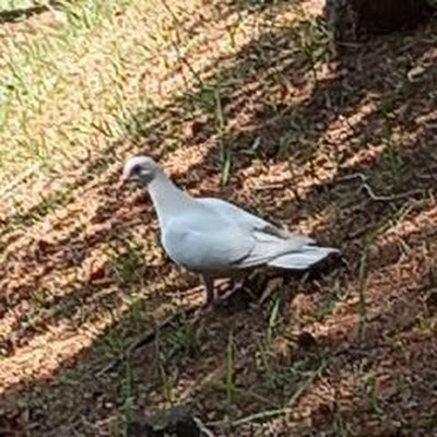 이상한놈(이상한놈이 아님니다)