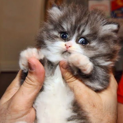 Эльдар Плесовских