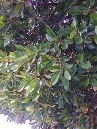 Sivakami Subramanian