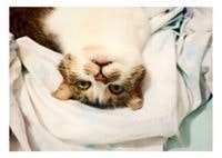 Valéria Pereira de Souza