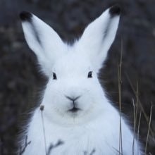 ארנבת ארקטית
