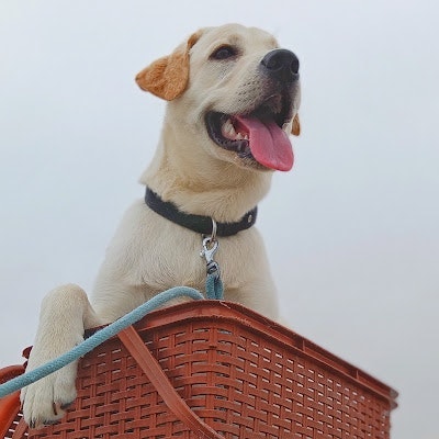 Sabareeswaran Balasubramaniam