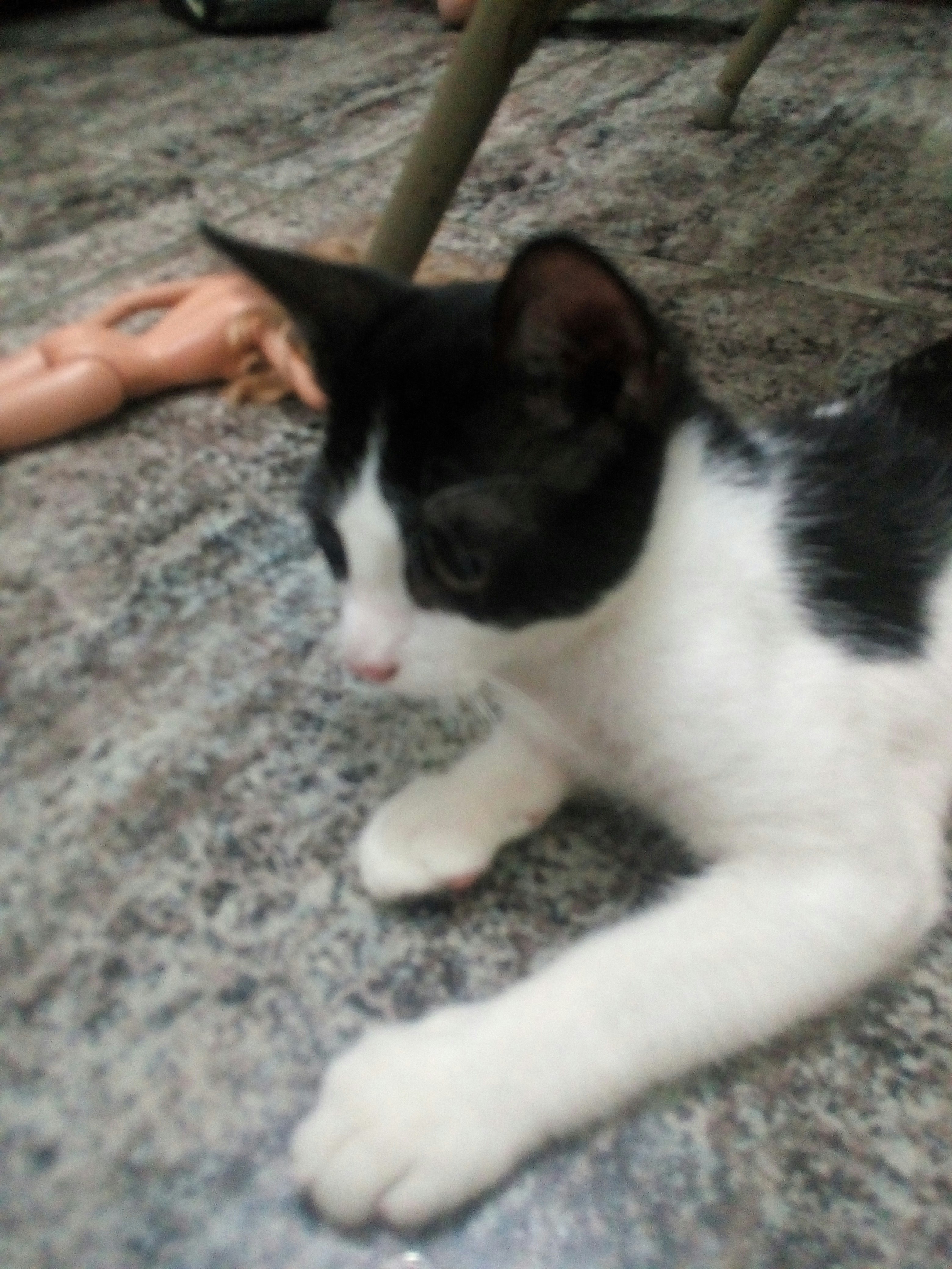 bettydeyvi guzmanalmonte