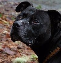 Christa Schuler Carter