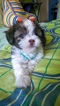 Santiango Alonso Cevallos Ato