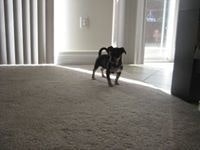 Felix Cheng 鄭毓璿