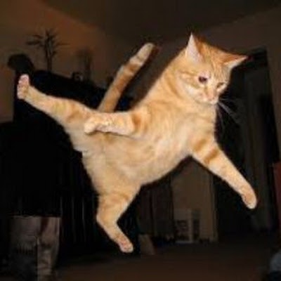 Kuciang Miawww JumpShoot