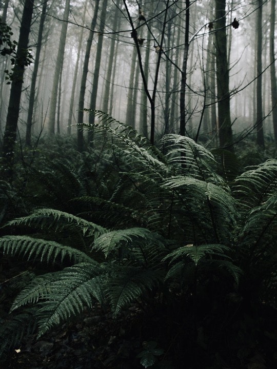 Арсений Андреев