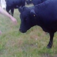 Joie Johan DasBirke Jones