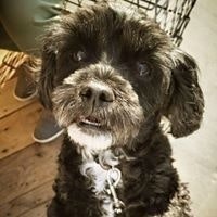 Matoto McBeaverhausen