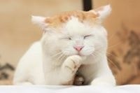 Nguyễn Thiên Trường Hải