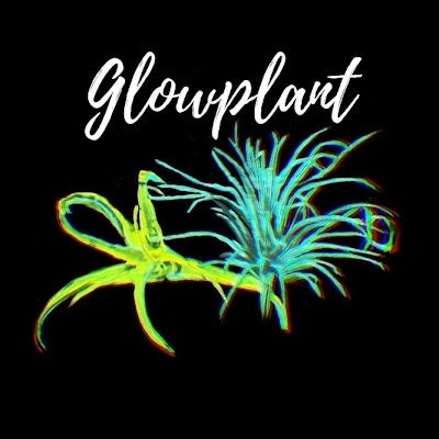 Glow Plant