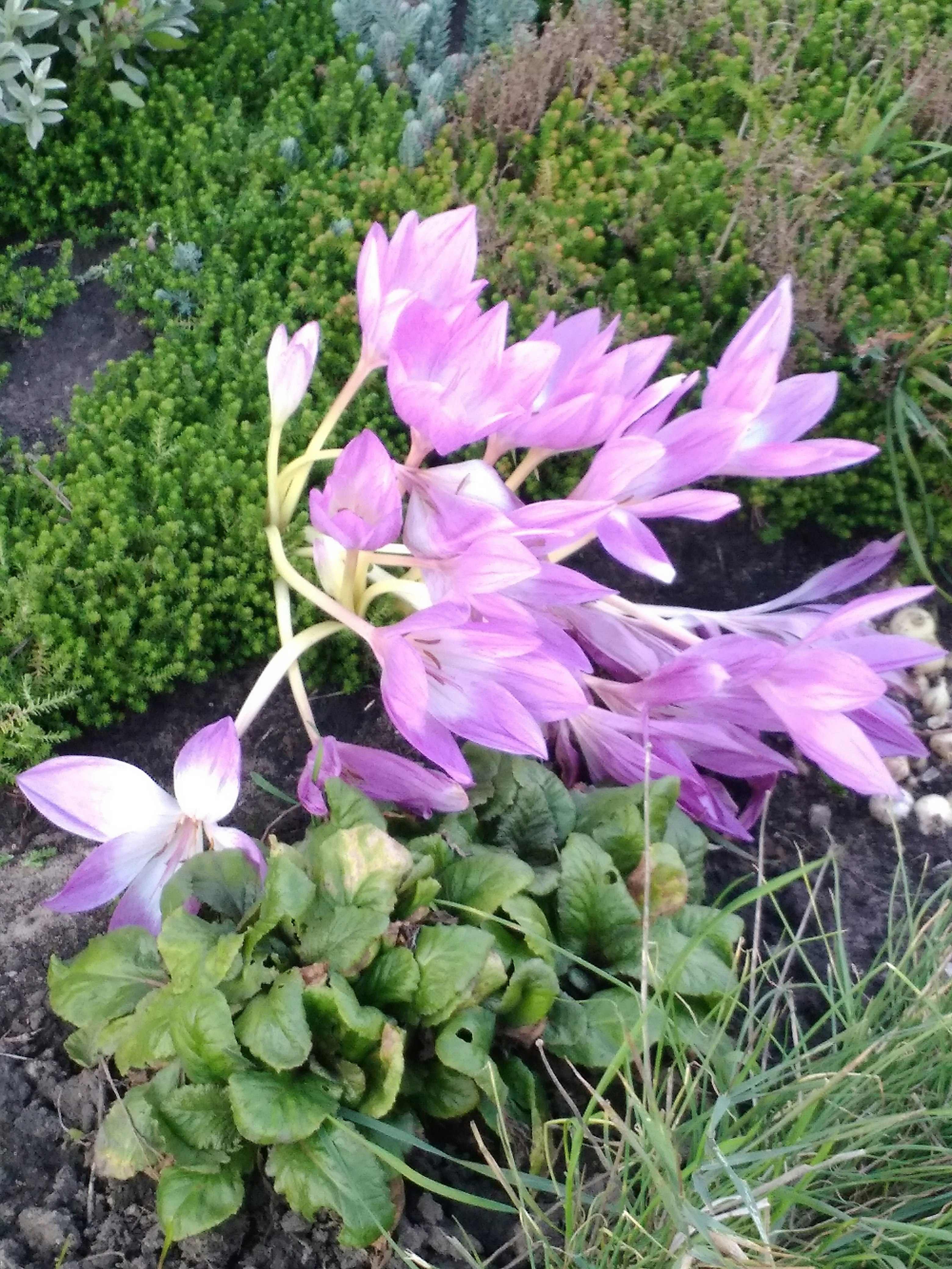 Давід Панчук