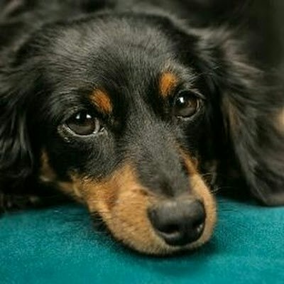 Shreyashi Shankar Sinha