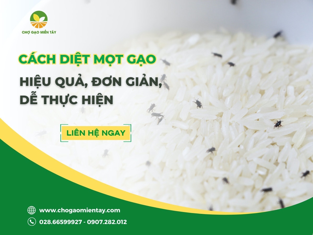 Cách Diệt Mọt Gạo