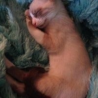 Mylene Chifflet de Baldo