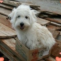 Danusia Regina Alves