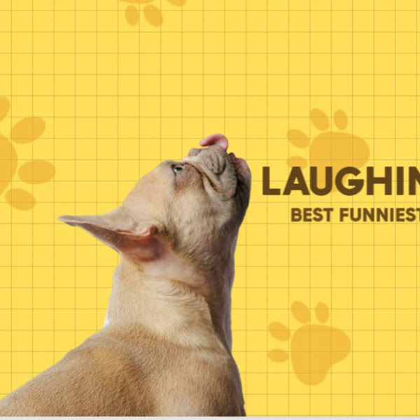 Laughing Paws HD