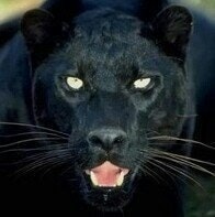 ★★★Արիկ★★★