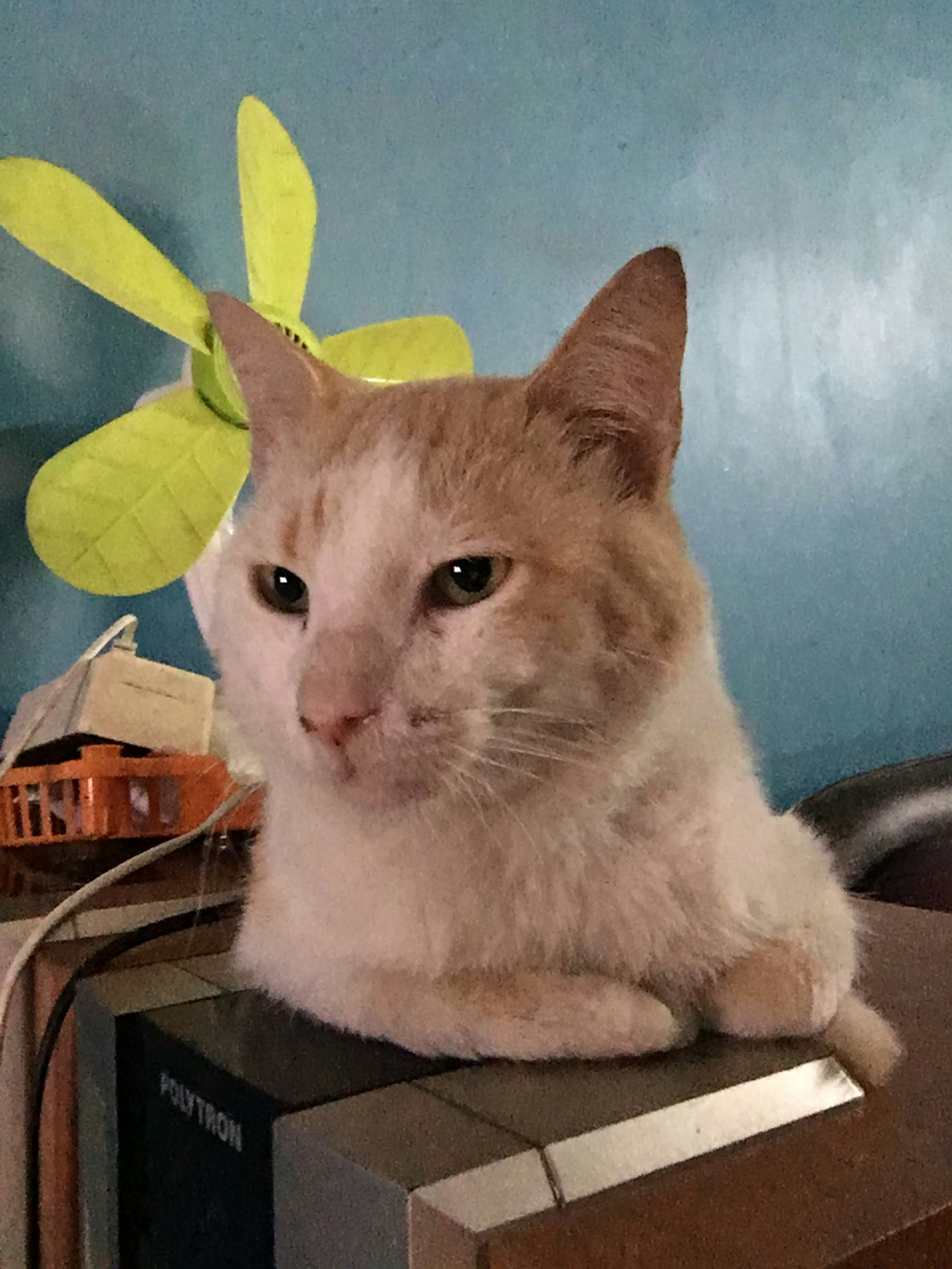 alie 🫧 // freetag