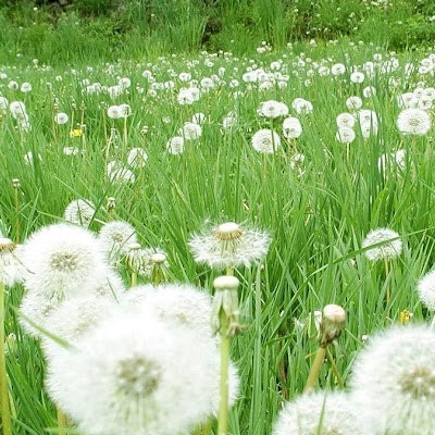 Hà Nguyễn Thị Thu