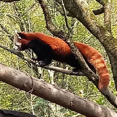 🌐Roman2O 🇸🇮