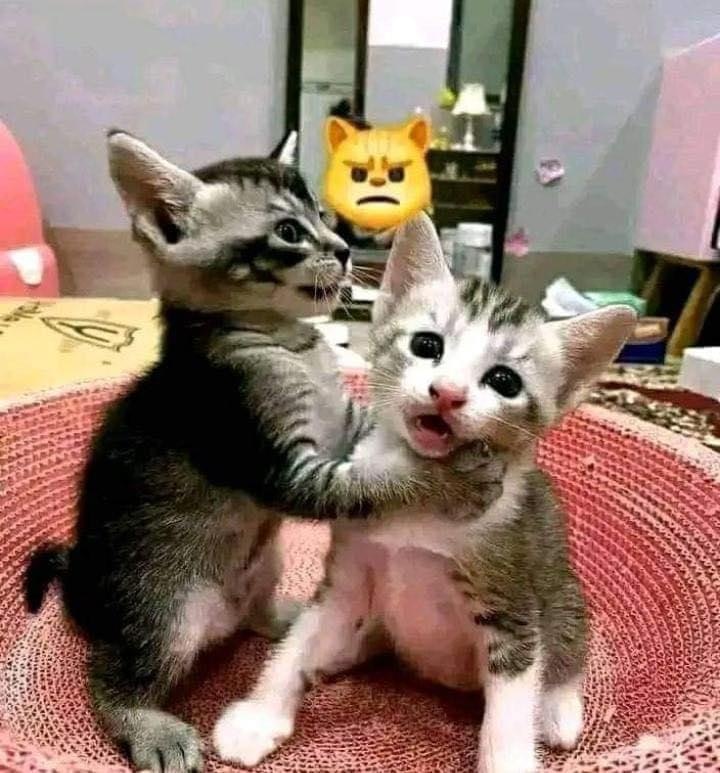 Suidem EvetsEidoc Gumpz