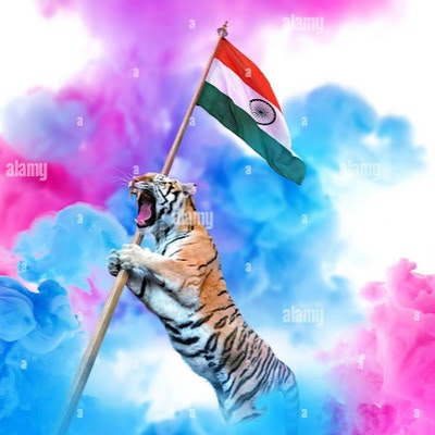 AV Indian tiger