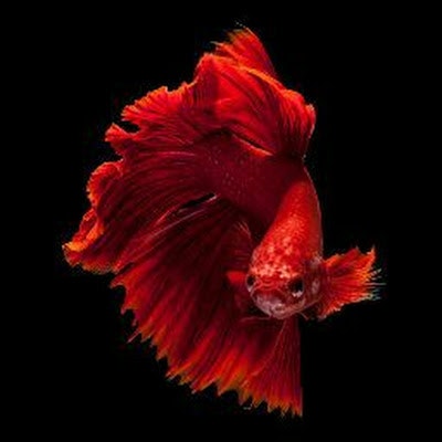 Nguyễn Dũng Tính