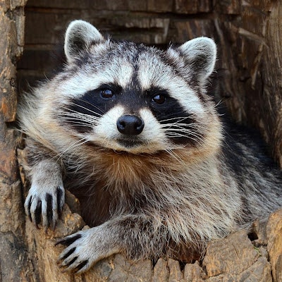 Украденый Енот