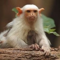 Энхээ Осирис