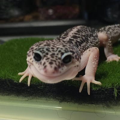 АлиБаба Групп