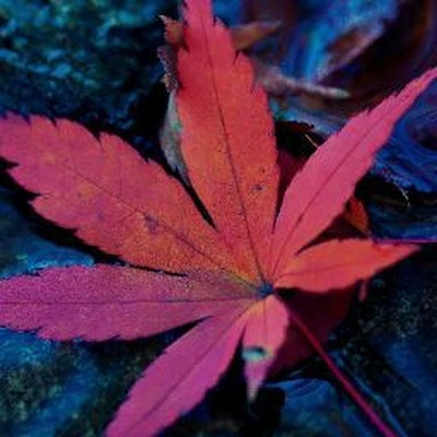 Madhumitha Karichikumaraswamy