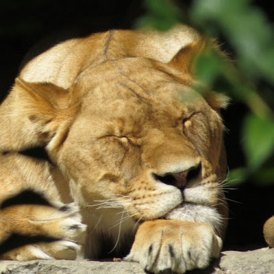 Сергей Кучеренко