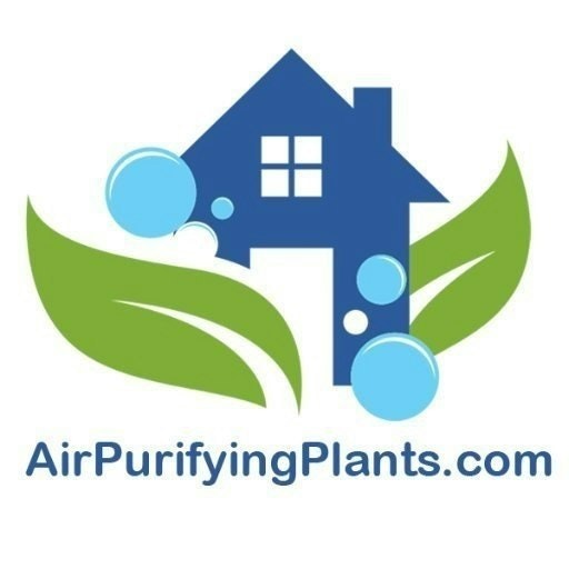 Air Purifying Plants