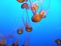 Maryann Creasy Rieger