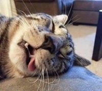 Андрей Витушко