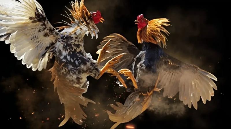 Xem Đá Gà  Trực Tiếp