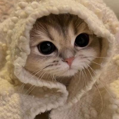 andyang 🌱🩶 • freetag •