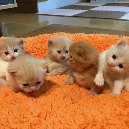 🍀🍀🍒wins🍒🍀🍀|| Free tag sepuasnya