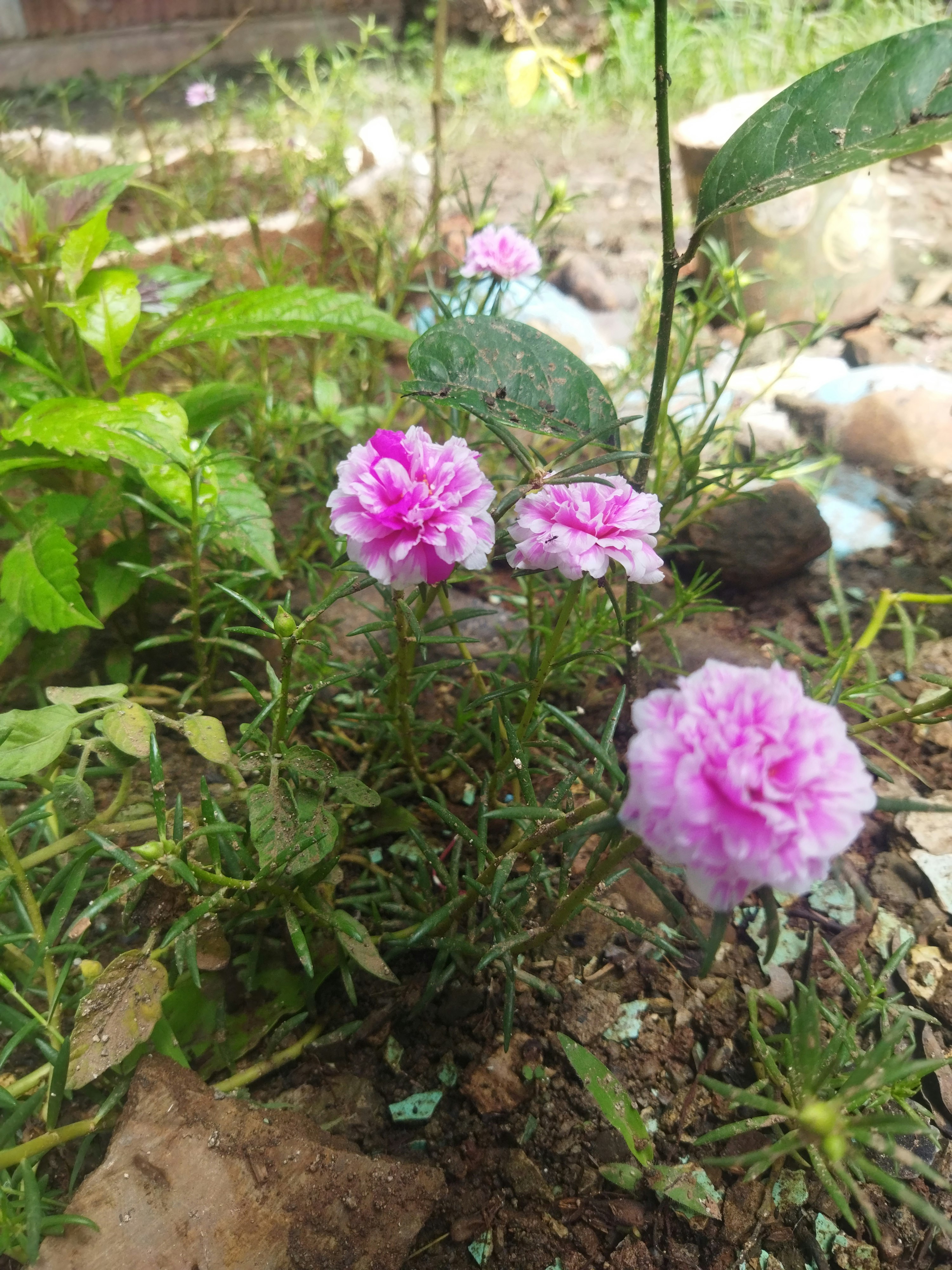 Bismillah💞 $BUBBLE 🫧🫧🫧