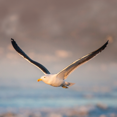 Jonathan Livingston