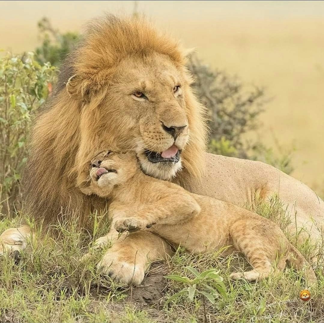 Svein Tormod Bekkhus