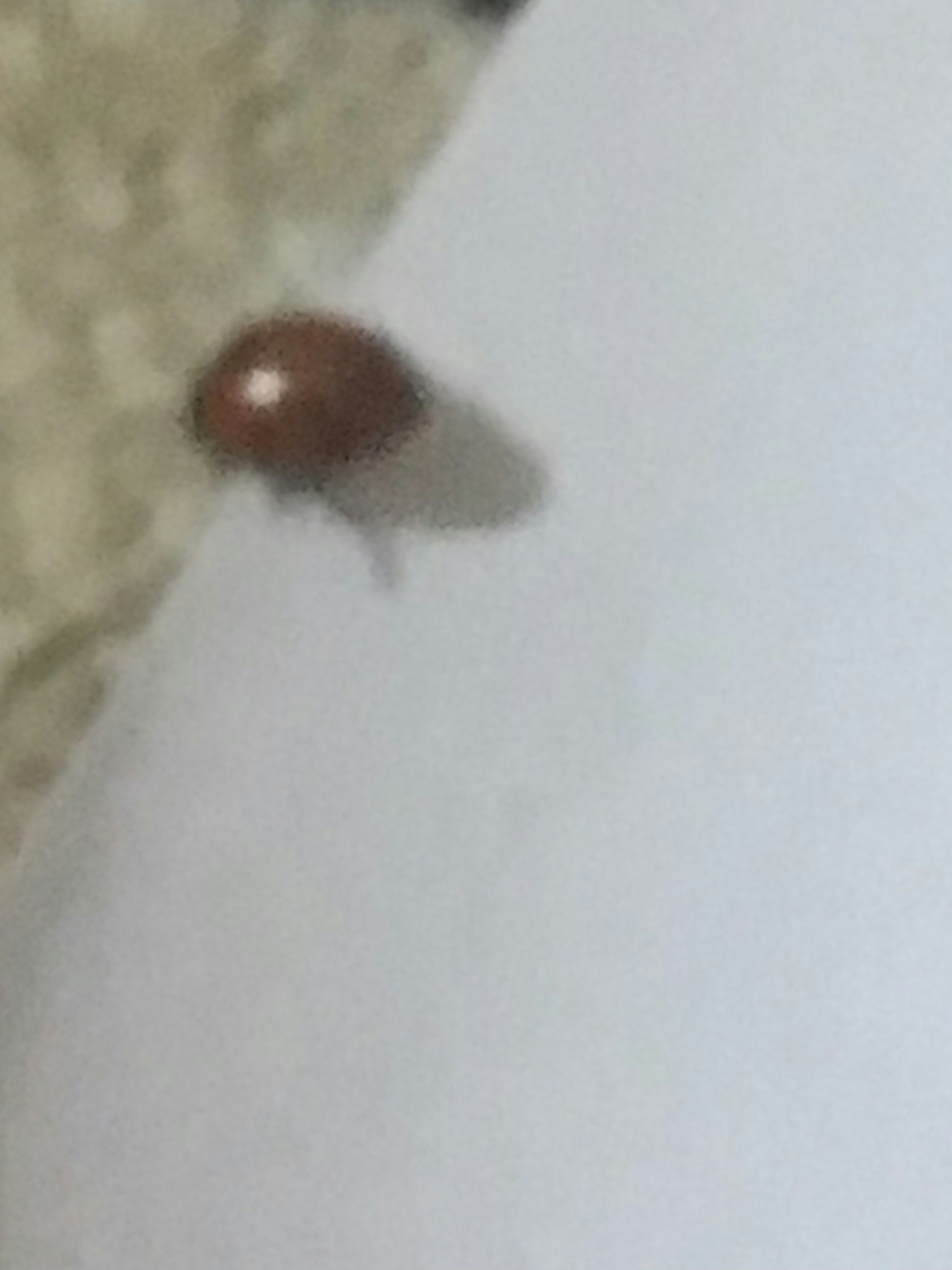 علي السماوي