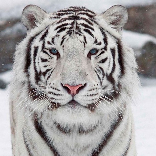 Бенгальский Тигр