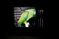 Victor Evertsson Heijler