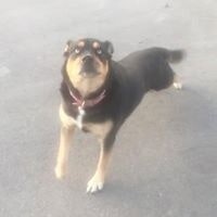 Shane Anthony Desloges