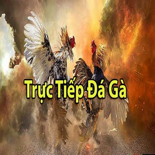 Trực tiếp Đá gà