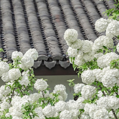 Ngọc Minh Thư Nguyễn