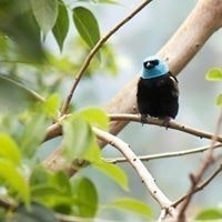 Andrew Tresolini Fiore